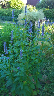 WP_20200705_16_59_37_Pro.jpg