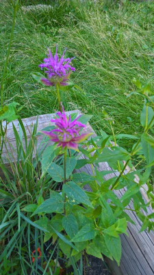 WP_20200705_16_58_51_Pro.jpg