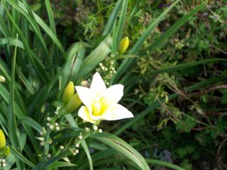 100_0656_-_HEMEROCALLIS_non-id._face_WW.jpg