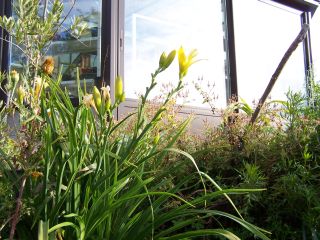 100_0657_-_HEMEROCALLIS_non-id._cote_WW.jpg