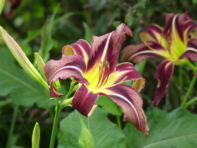 2020-07-05 Hemerocallis 'Creature of the Night' 1.jpg