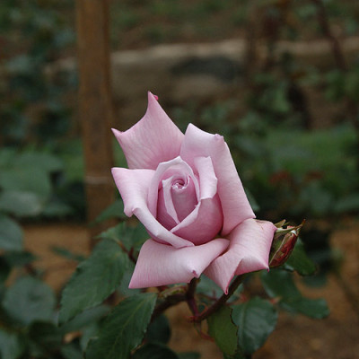 070707_rose.jpg
