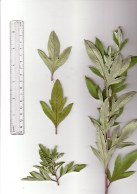 unbek._artemisia.JPG