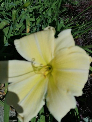 IMG_20200706_090023.jpg