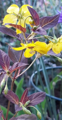 Lysimachia.jpg