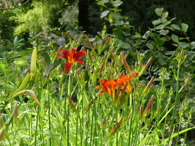 2020-07-06 Hemerocallis 'Crimson Pirate'.jpg
