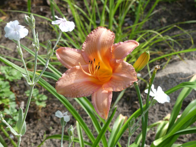 2020-07-06 Hemerocallis 'Satin Rose'.jpg