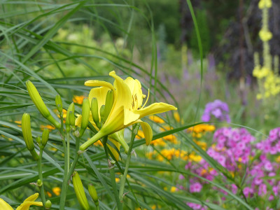 2020-07-06 Hemerocallis 'Notify Ground Crew'.jpg