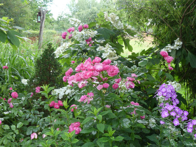 2020-07-06 Gartenimpressionen 1.jpg