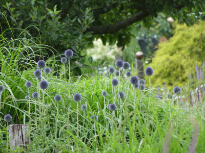 2020-07-05 Gartenimpressionen 1.jpg