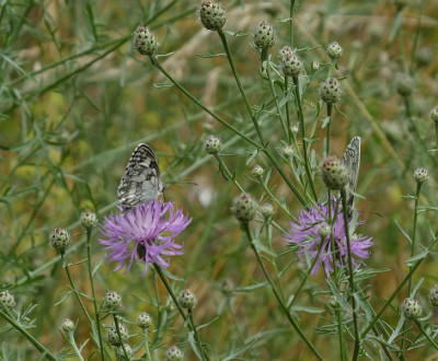 Schachbrettfalter 200702.jpg