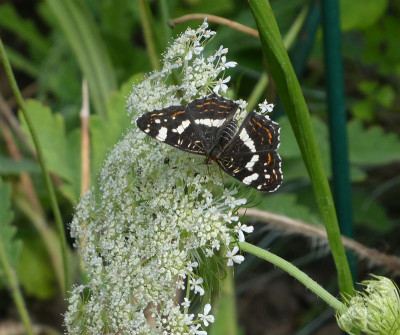 Araschnia levana 200607.jpg