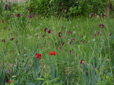 Knautia und so.jpg