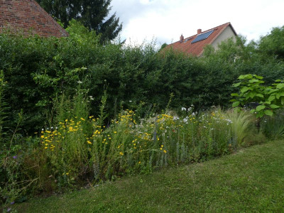 Blühstreifen 2 200702 k.jpg