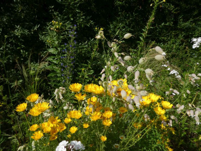 Blühstreifen 1 200702 k.jpg