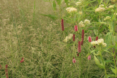 welches-gras.jpg