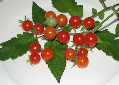 Matts_Wild_Cherry-_6.09.07_005.jpg