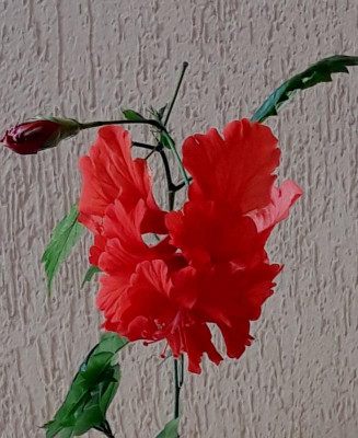 hibiskus3.jpg