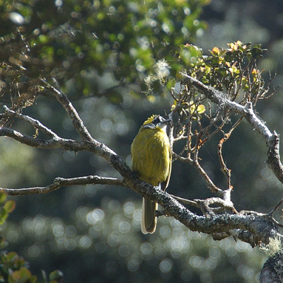070807_vogel_gelb.jpg