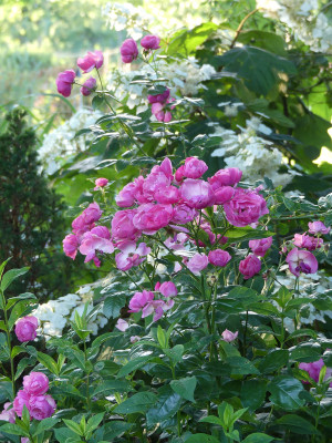 2020-07-06 Rosen 'Angela' 2.jpg