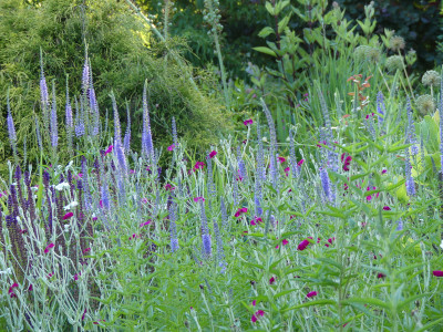 2020-07-06 Veronica 'Hermannshof' 1.jpg