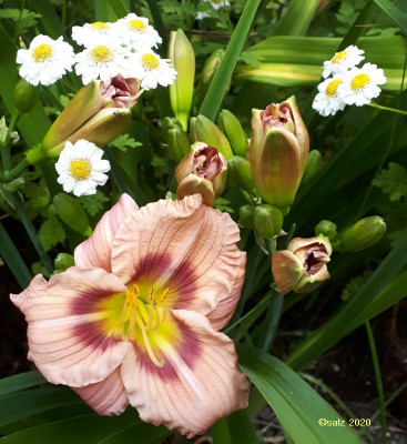 LL klein rosa blend 2020.jpg
