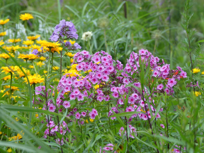 2020-07-07 Phlox 'Morfar Albert'.jpg