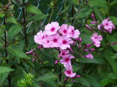2020-07-05 Phlox 'Oleander'.jpg