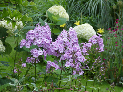 2020-07-07 Phlox 'Henki' 2.jpg