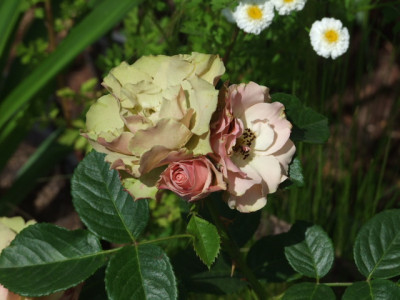 DSCF3498.JPG