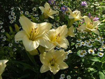 2020_0407nachdemSturmJuli0018.JPG
