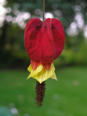 Abutilon-1.jpg