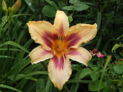 2020_0408nachdemSturmJuli0120.JPG