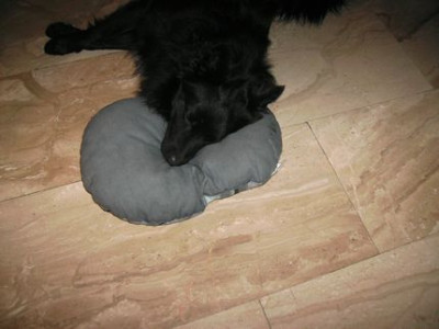 Petzi_mit_Kopfkissen.jpg