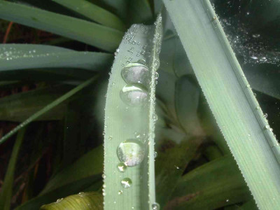 Kopie_vonDSCFpalm.JPG