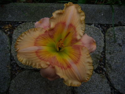 P1050085.JPG