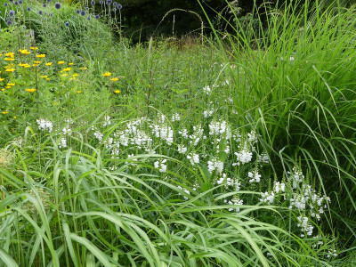 2020-07-08 Physostegia virginiana 'Alba' 3.jpg