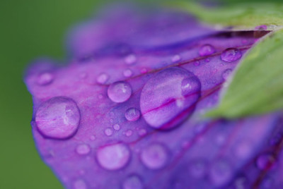 geranium_tropfen_sept.jpg
