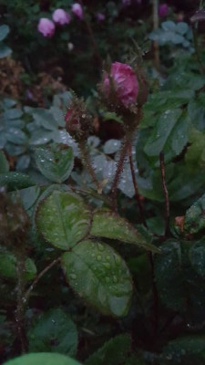 Rosa centifolia .......jpg