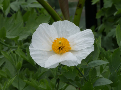 2020-07-08 Romneya coulteri 1.jpg
