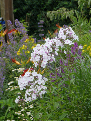 2020-07-08 Phlox 'Nirvana'.jpg