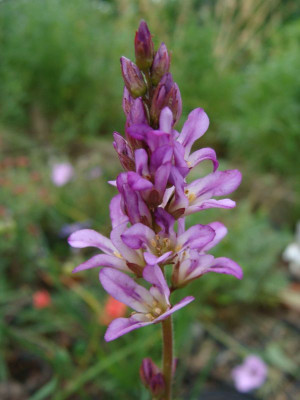 Frankoa appendiculata20.jpg