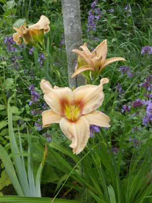 2020-07-08 Hemerocallis Sämling 1.jpg
