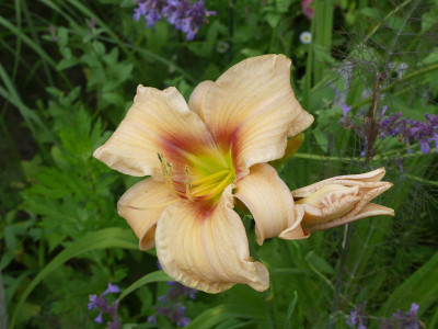 2020-07-08 Hemerocallis Sämling 2.jpg