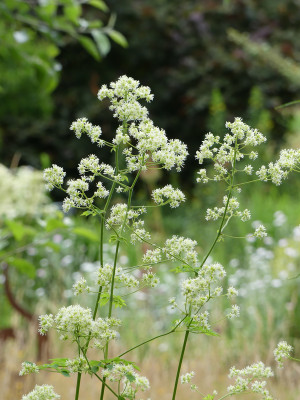 2020-07-08 Thalictrum polygonum 1.jpg