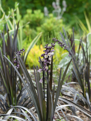 2020-07-08 Ophiopogon planiscapus 'Nigrescens' 1.jpg