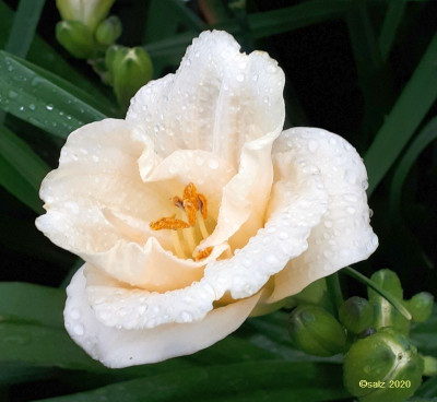 Smlg SAL freesia creme 2020.jpg