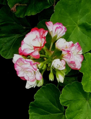 apple blossom.jpg