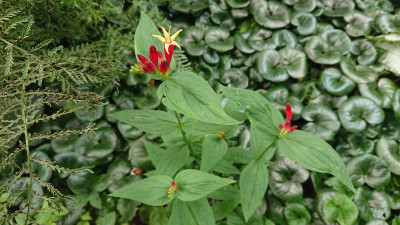 Spigelia.JPG