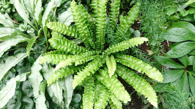 Asplenium scolopendrium Crispum (Maatsch).JPG